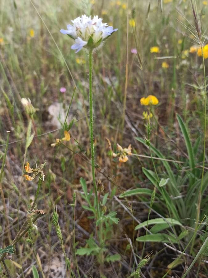 Lomelosia simplex habit
