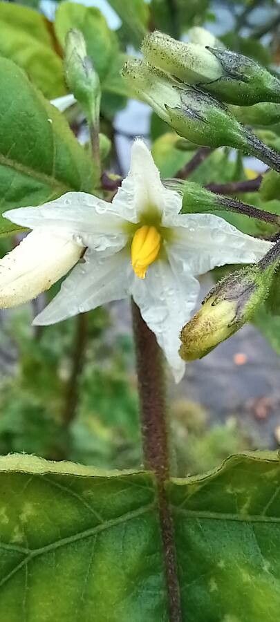 Solanum torvum flower