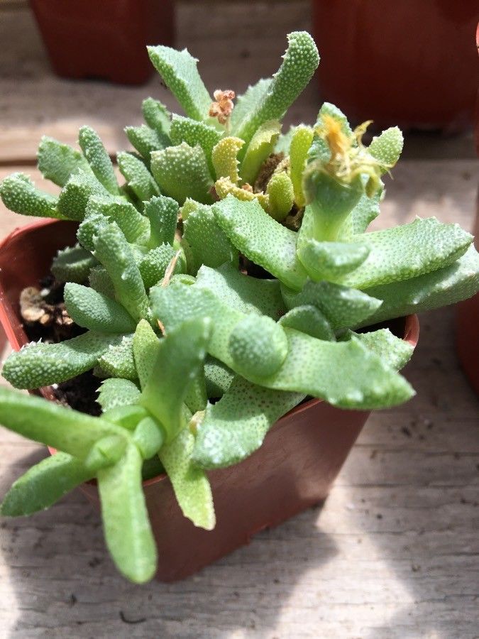 Stomatium mustelinum leaf