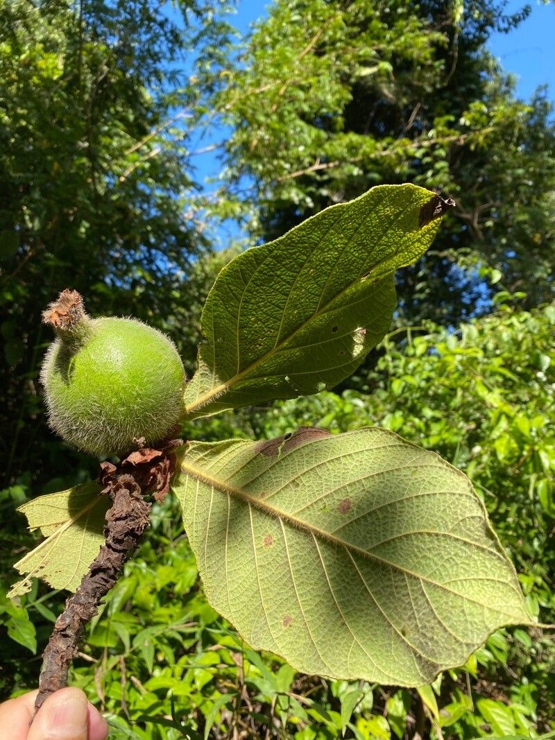 Riodocea pulcherrima fruit