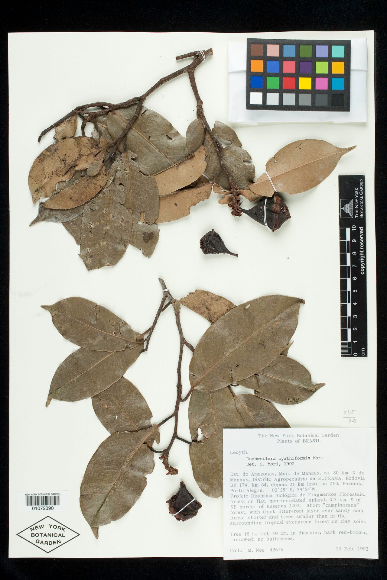 Eschweilera cyathiformis fruit