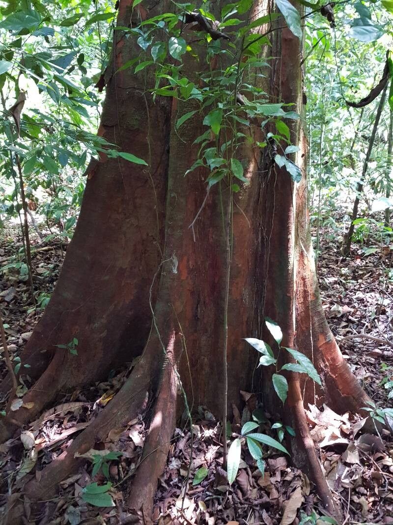 Beilschmiedia osacola bark