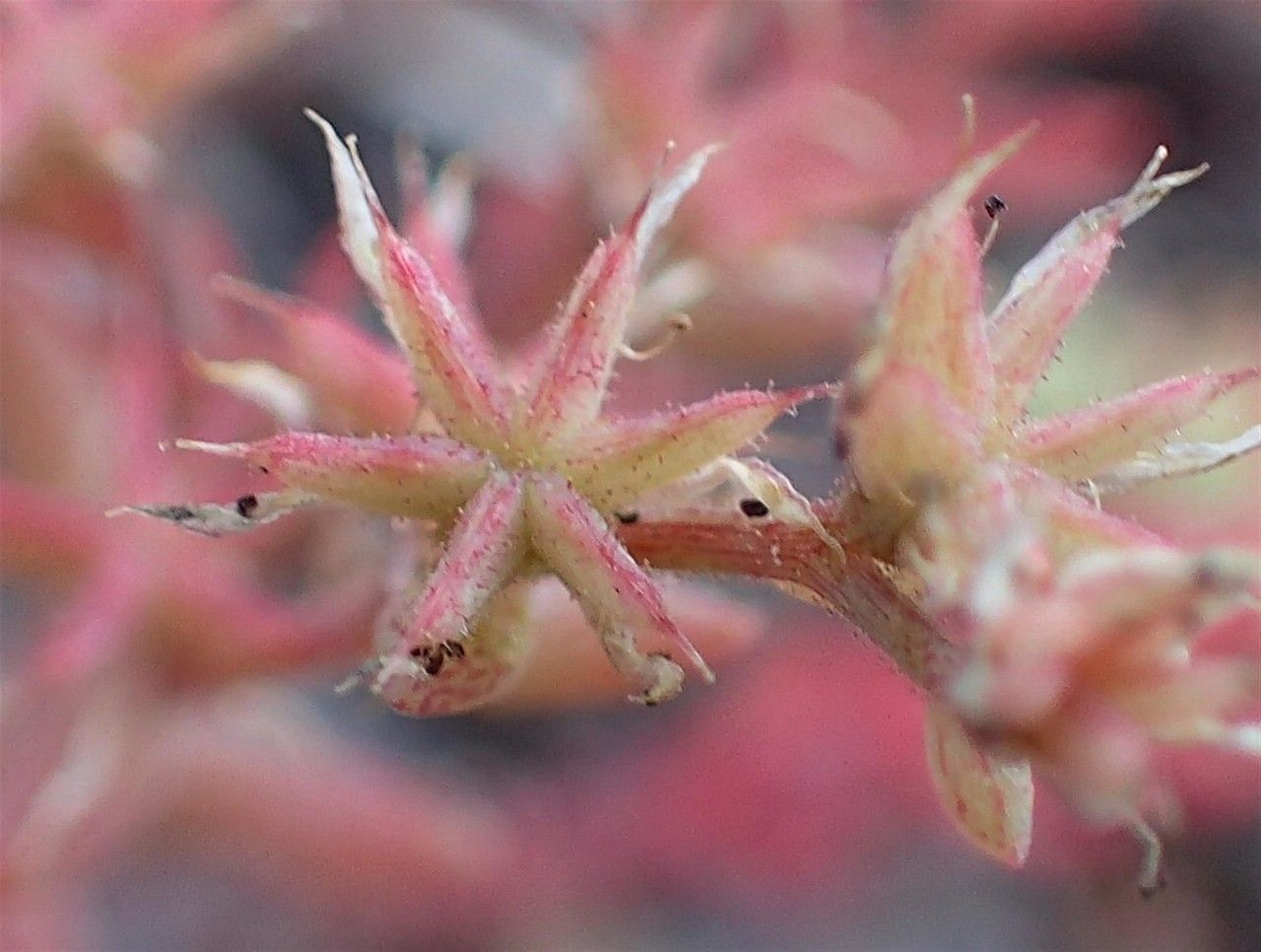 Sedum hispanicum fruit