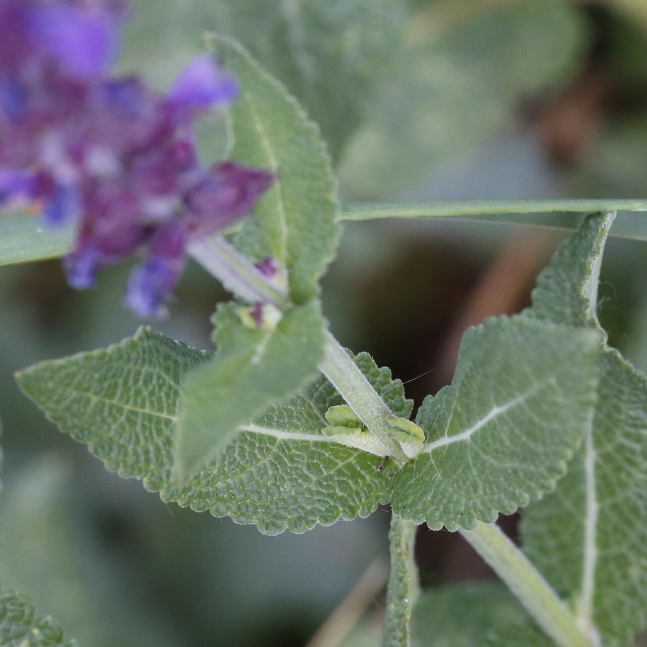 Salvia deserta leaf
