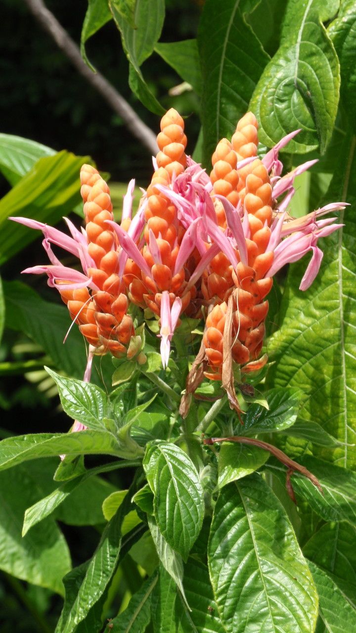 Aphelandra sinclairiana flower