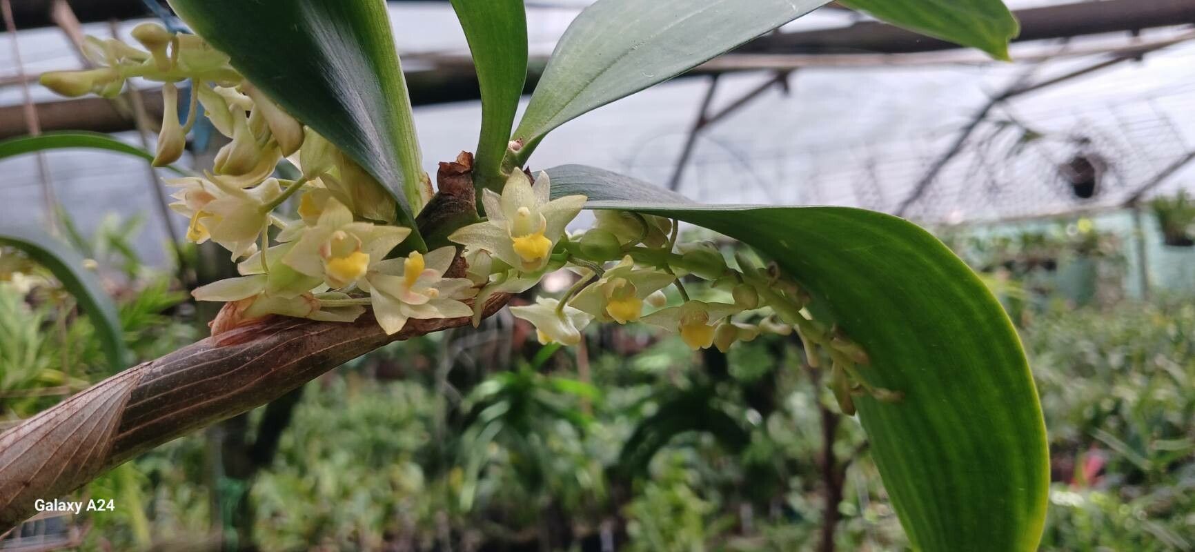 Pinalia xanthocheila — houseplant care guide