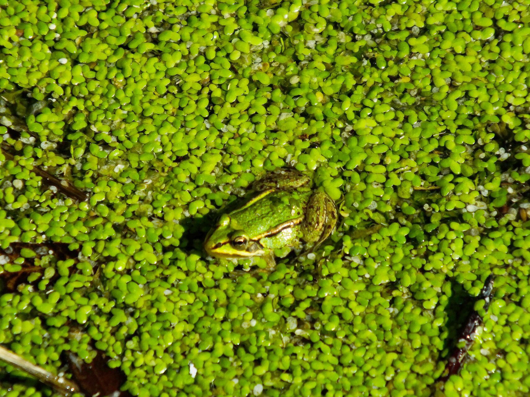 Lemna turionifera leaf