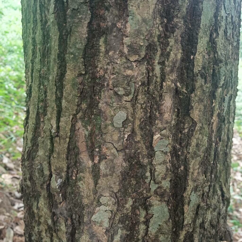Castanopsis indica bark