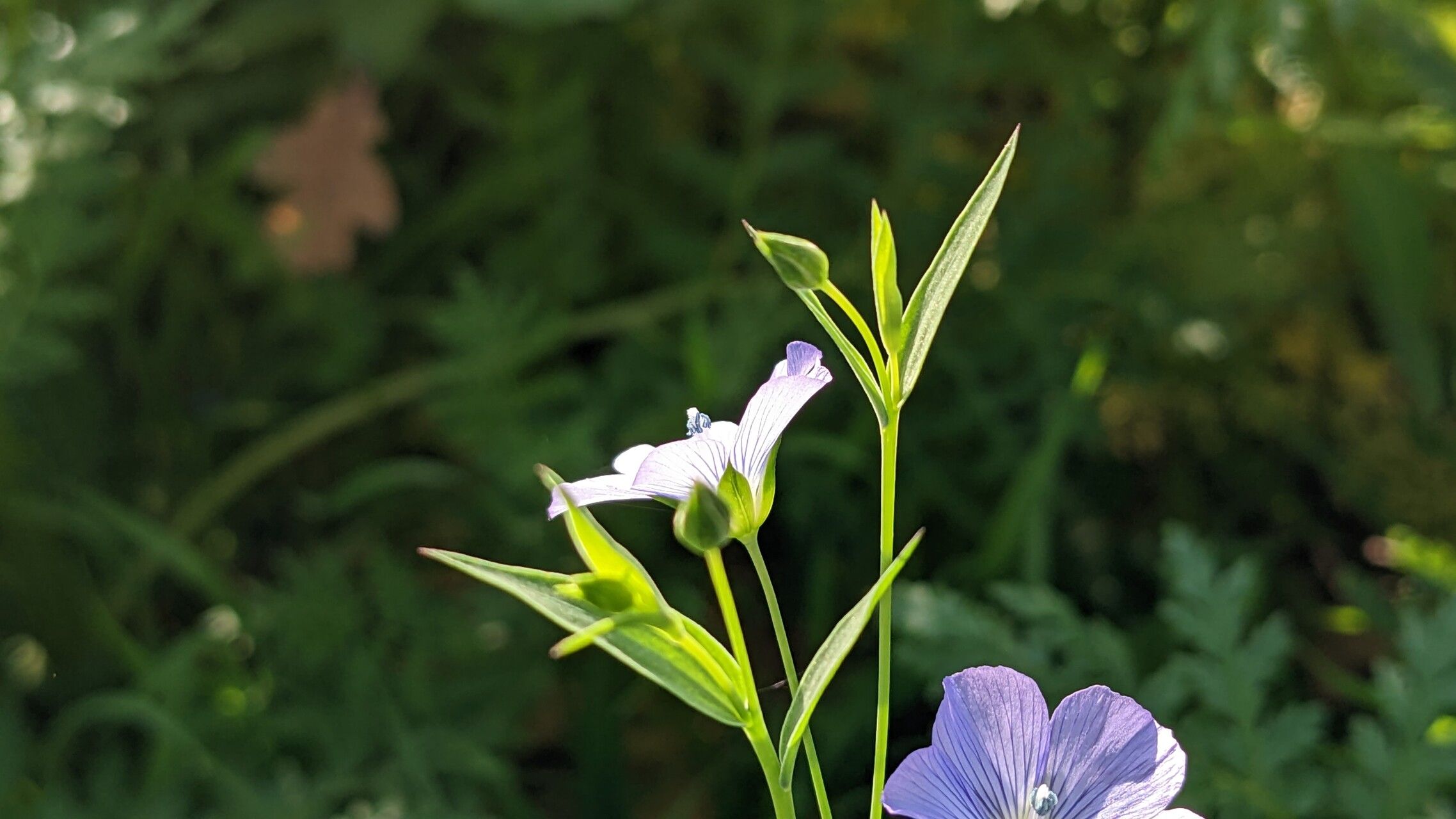 Linum bienne flower
