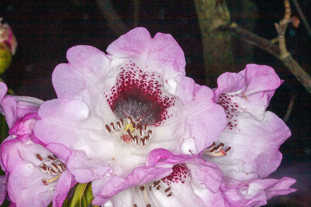 Rhododendron rex flower