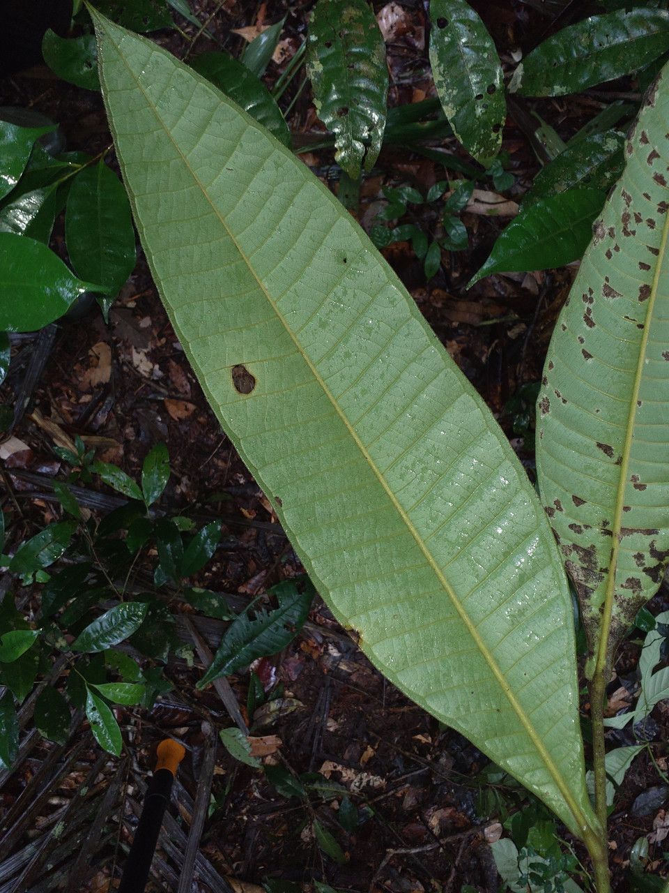 Guatteria guianensis — houseplant care guide