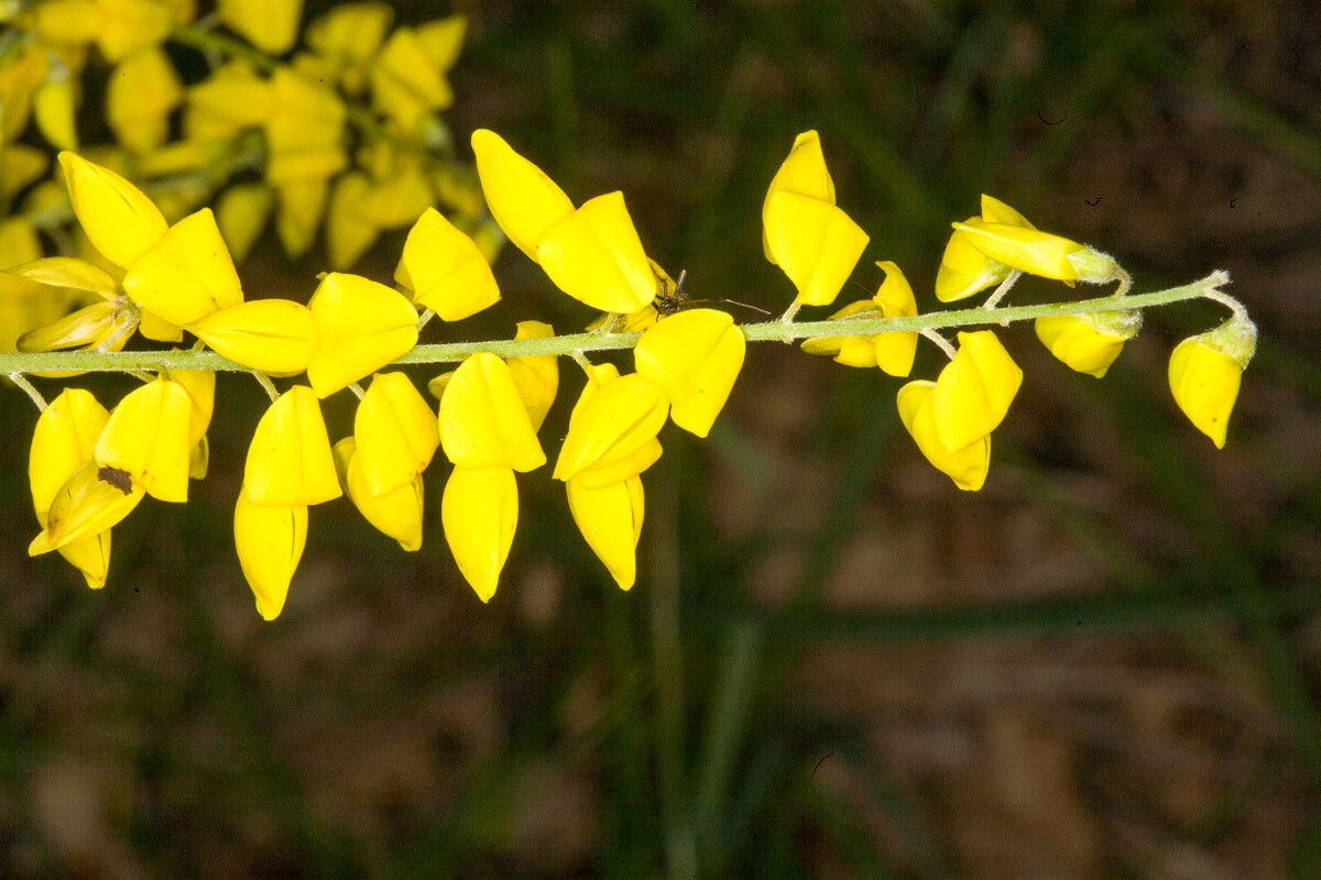 Cytisus nigricans flower