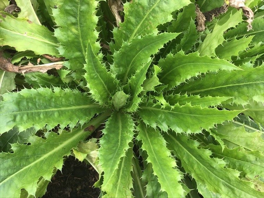 Morina longifolia — search result for 'Caprifoliaceae'