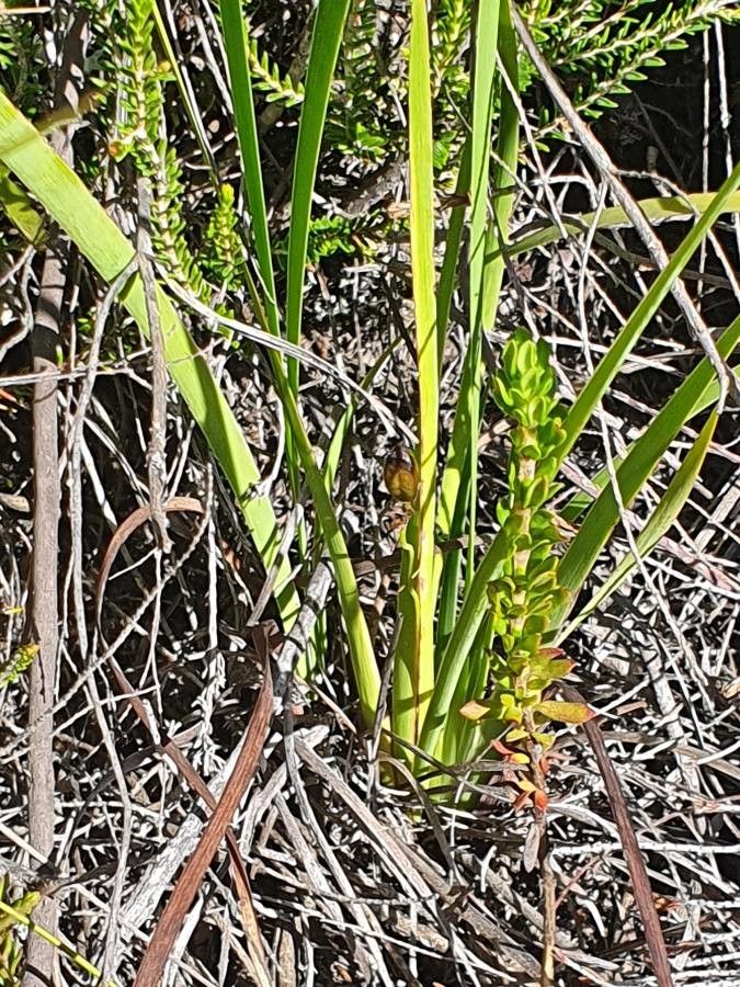 Aristea abyssinica — related species from the same genus
