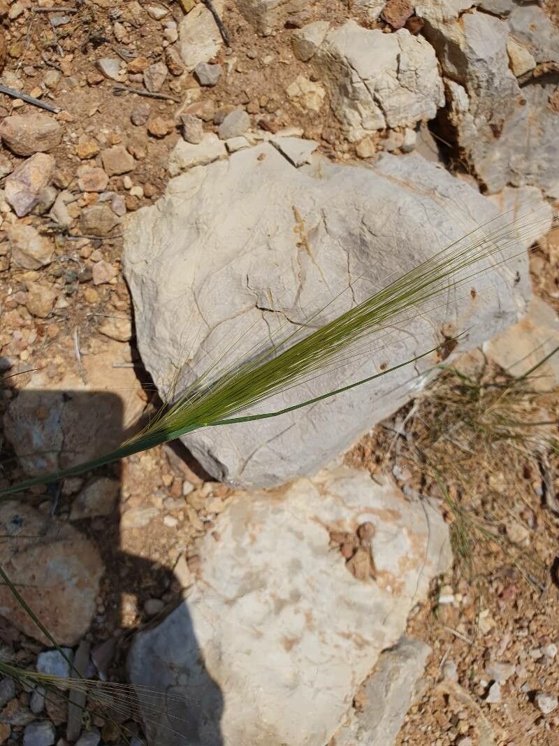 Stipellula capensis flower