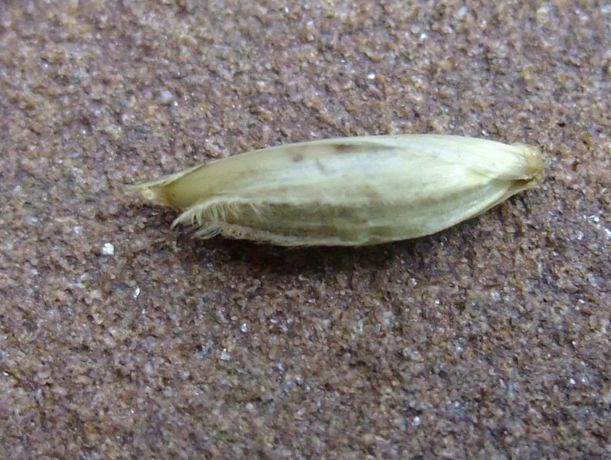 Pseudosasa disticha fruit