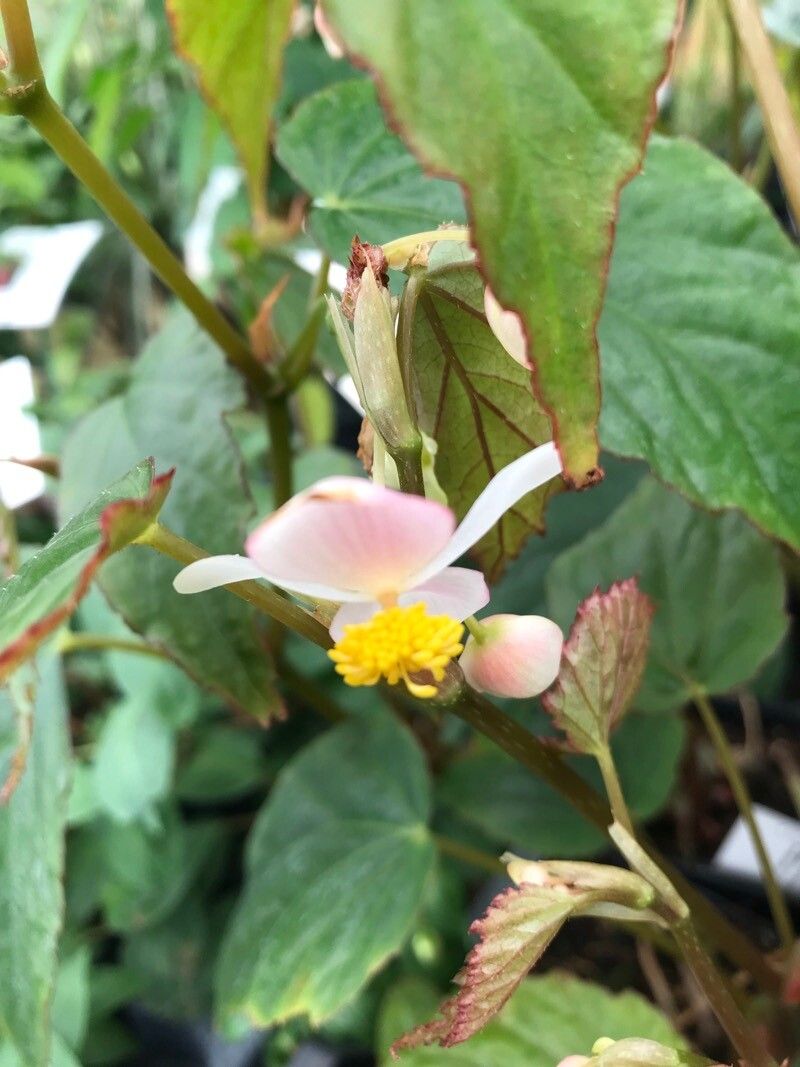 Begonia chuyunshanensis flower