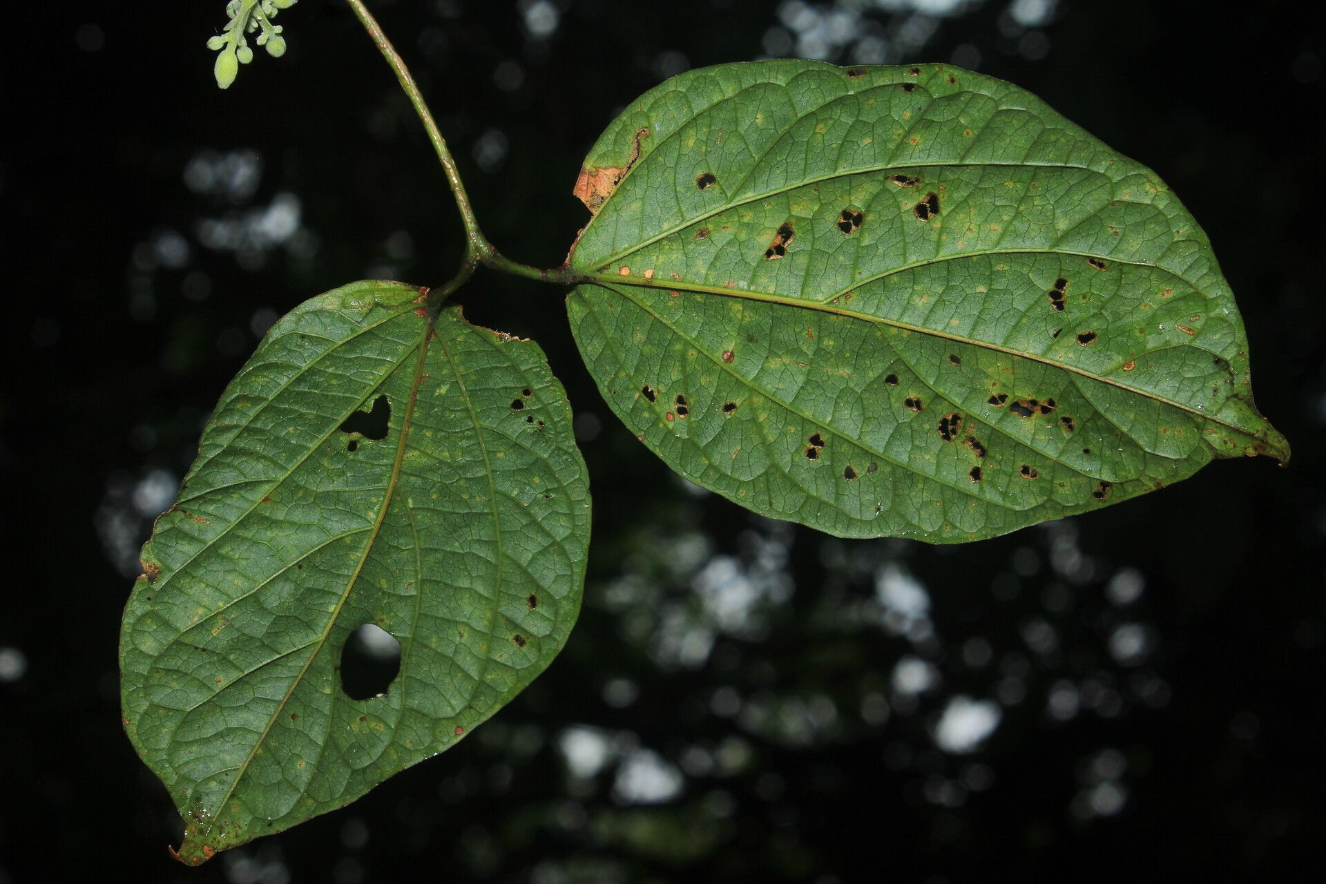 Anemopaegma oligoneuron leaf