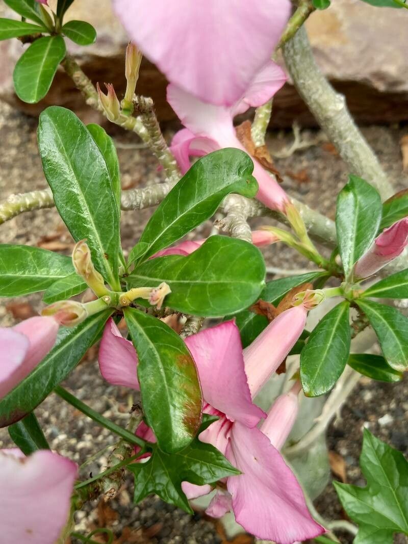 Adenium swazicum leaf