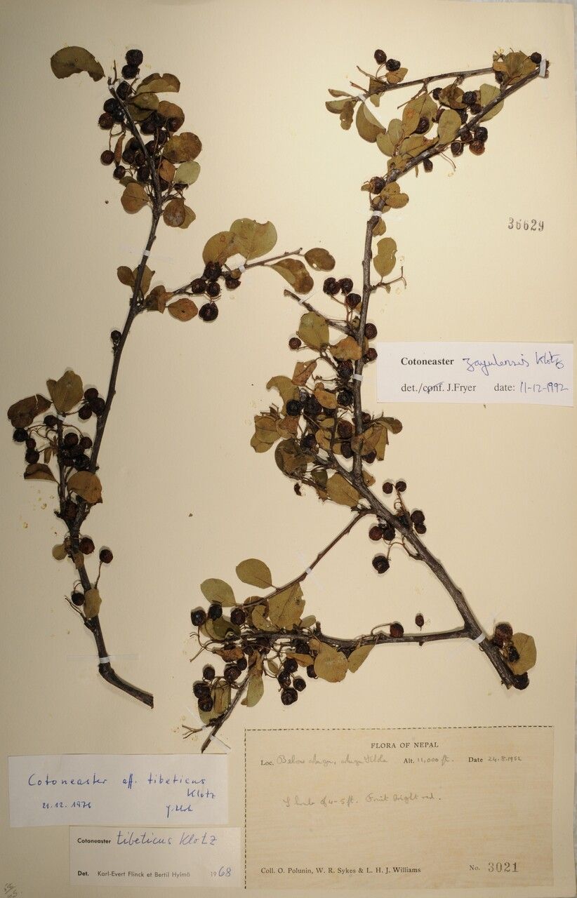 Cotoneaster soongoricus other