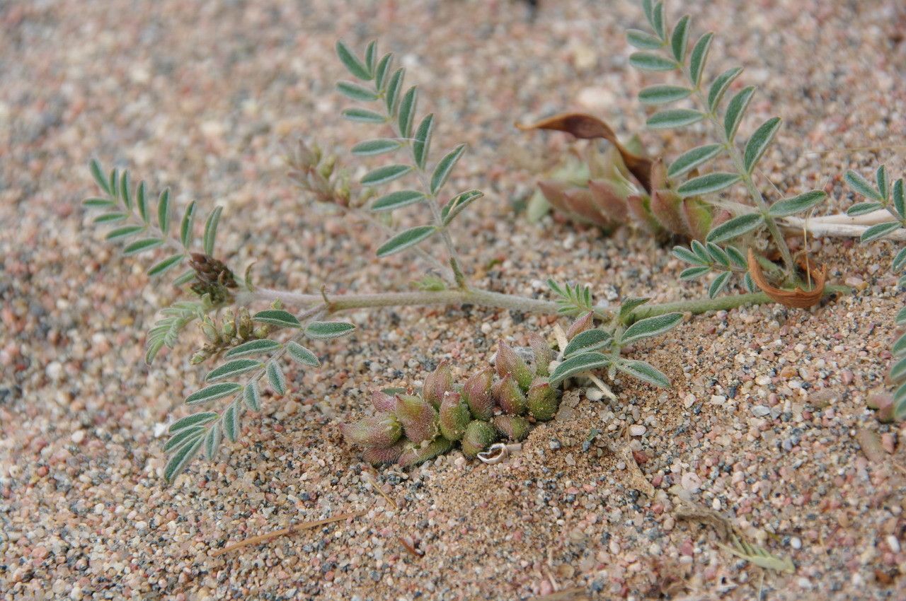 Astragalus vogelii — houseplant care guide