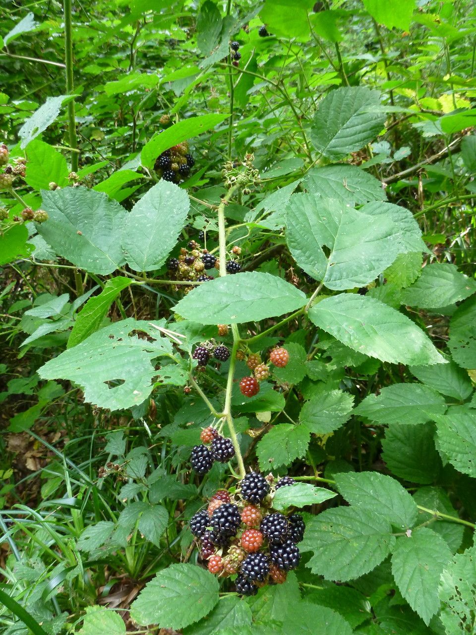 Rubus condensatus flower