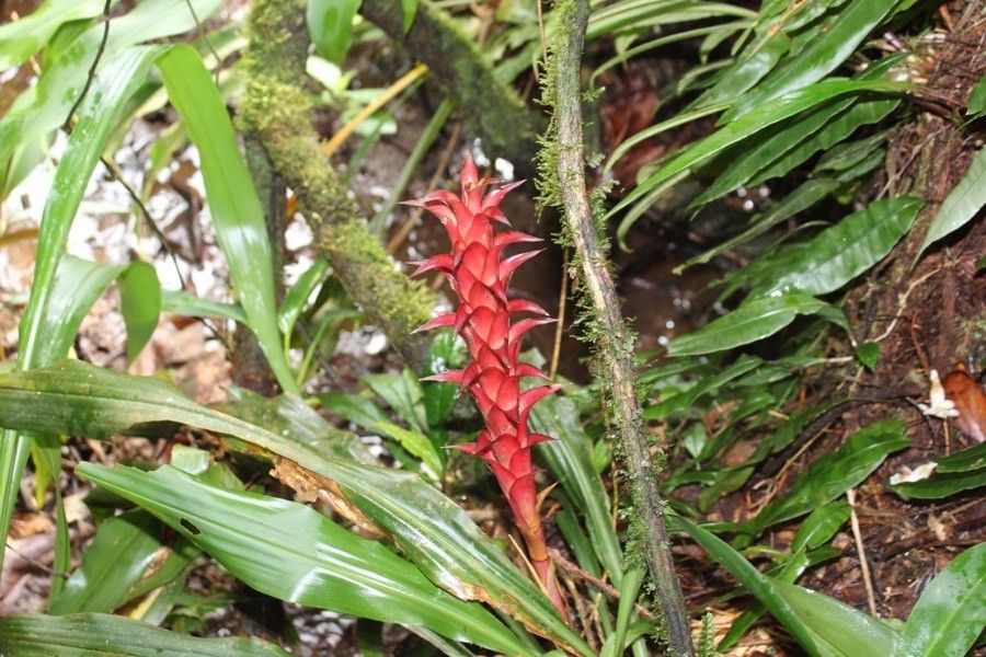 Mezobromelia pleiosticha — search result for 'Vriesea'