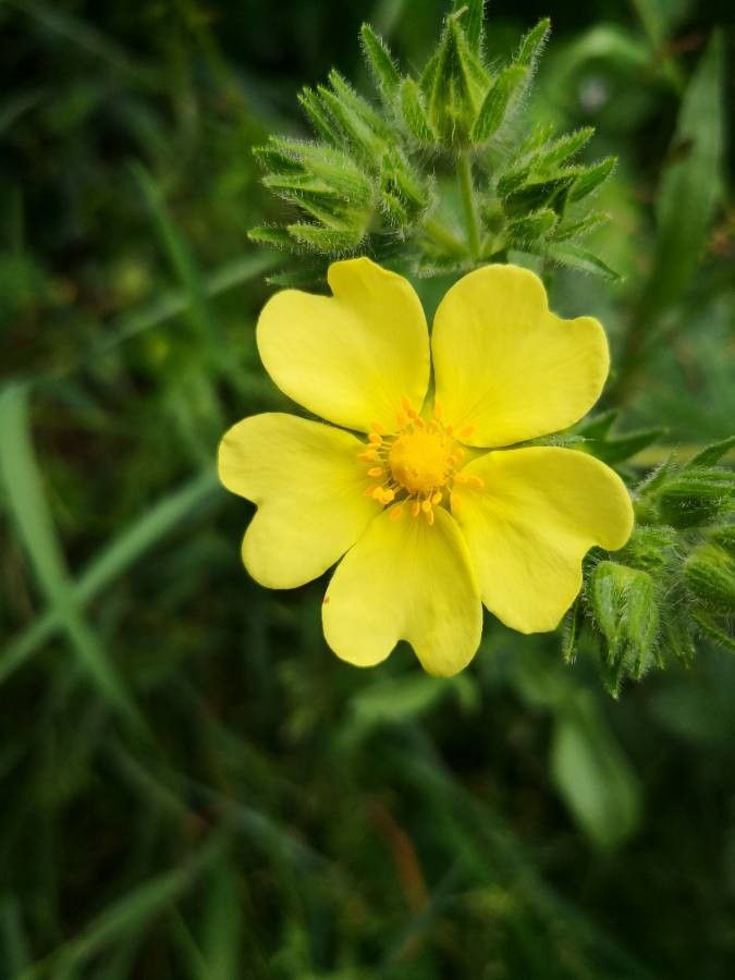 Potentilla gracilis flower