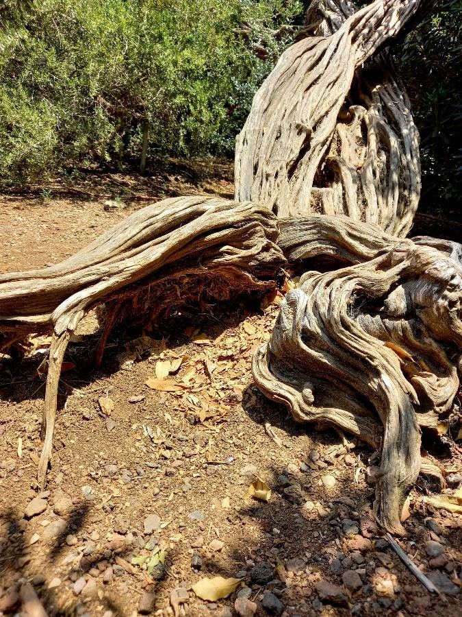 Arillastrum gummiferum bark