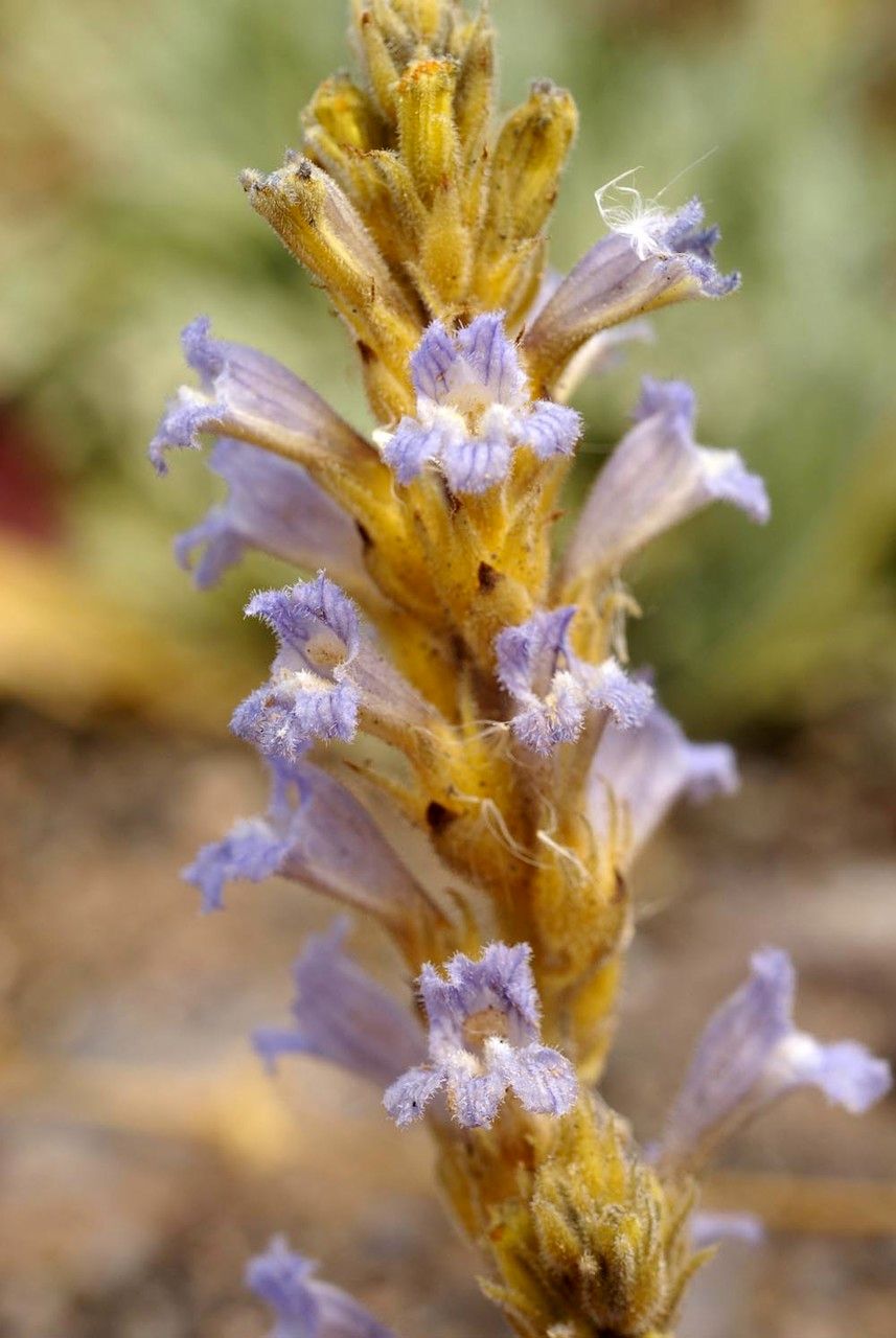 Phelipanche mutelii flower