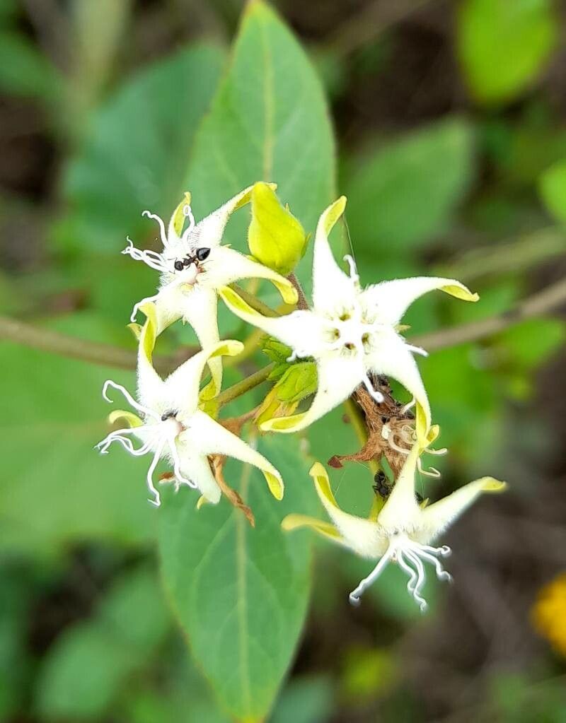 Oxypetalum sylvestre flower