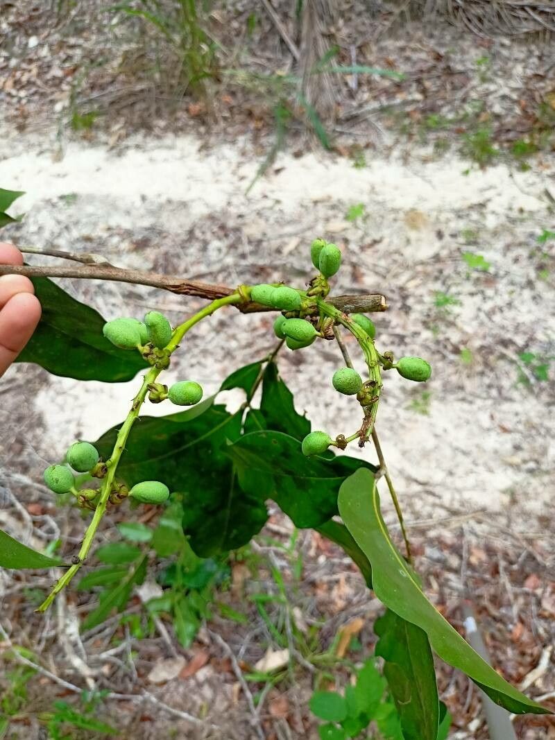 Swartzia apetala fruit