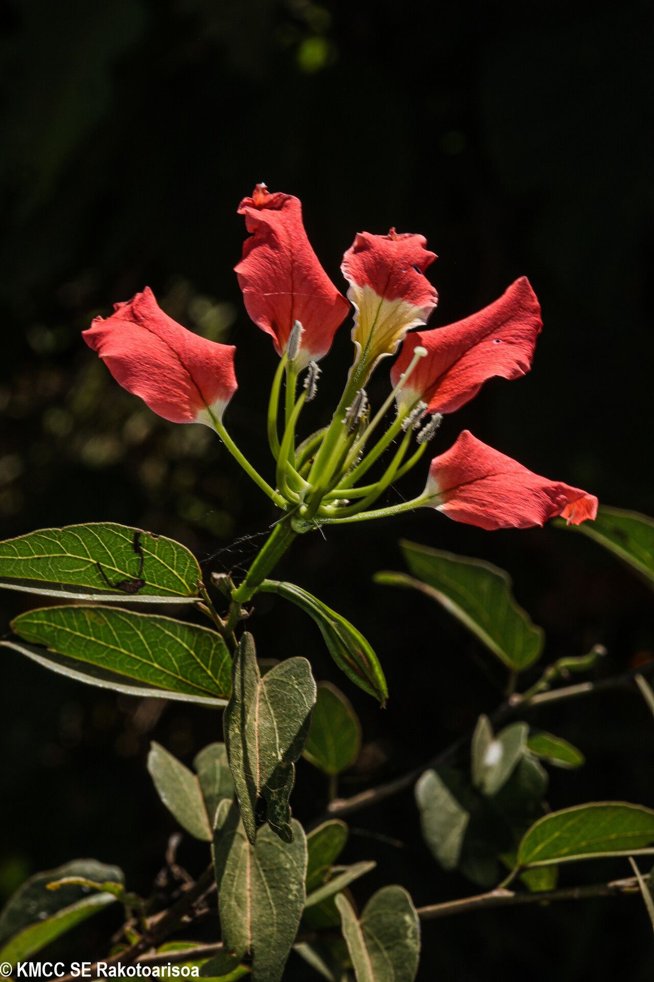 Bauhinia grevei — houseplant care guide
