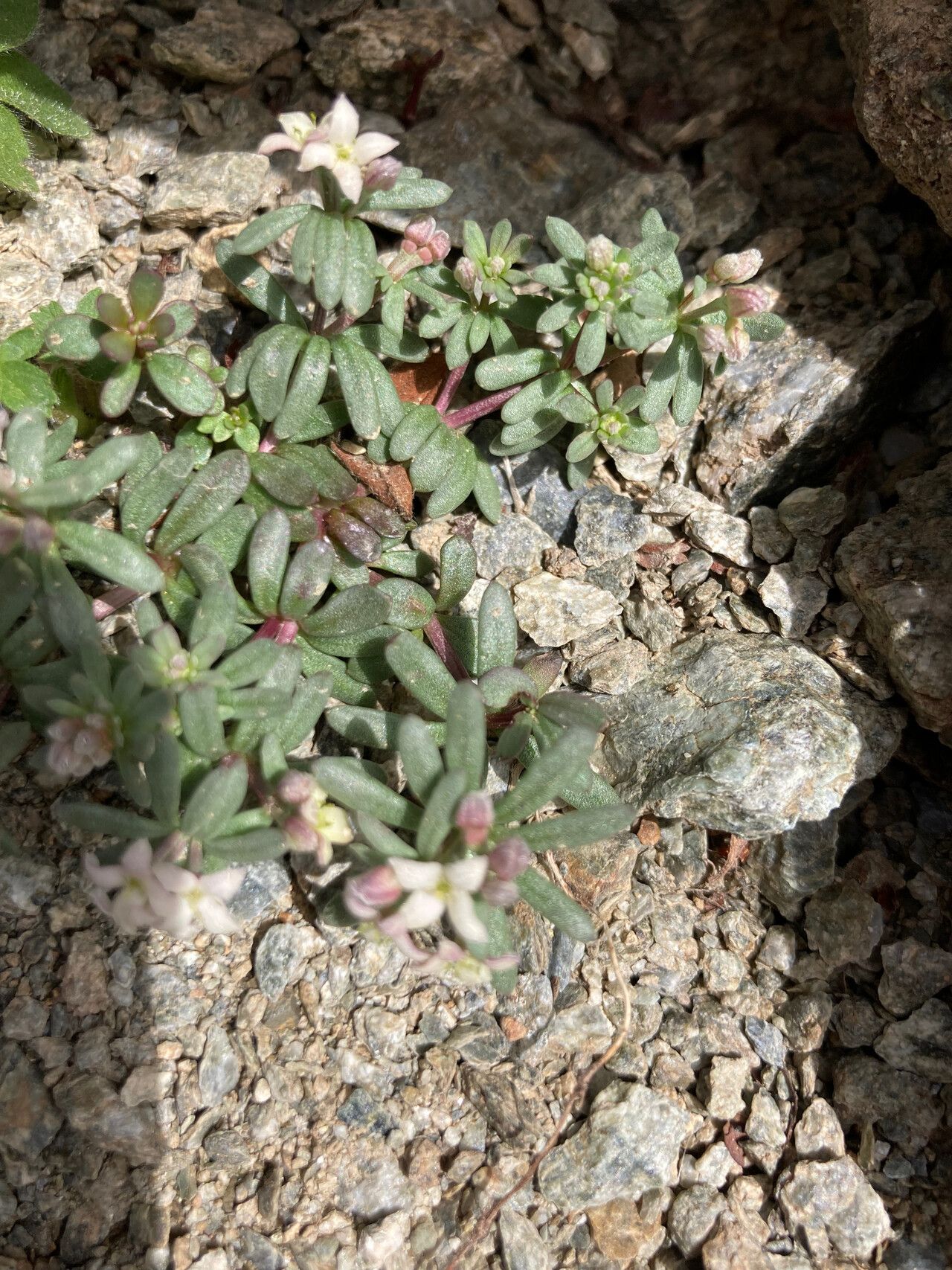 Galium cometerhizon leaf