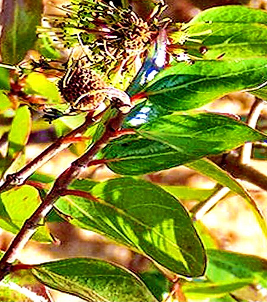 Cephalanthus natalensis