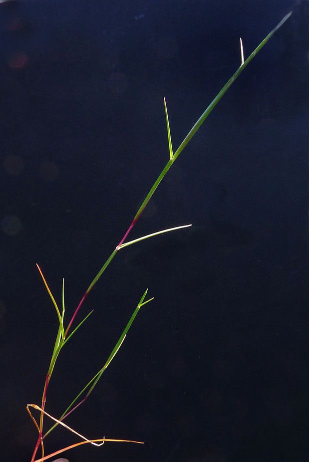 Parapholis filiformis — houseplant care guide