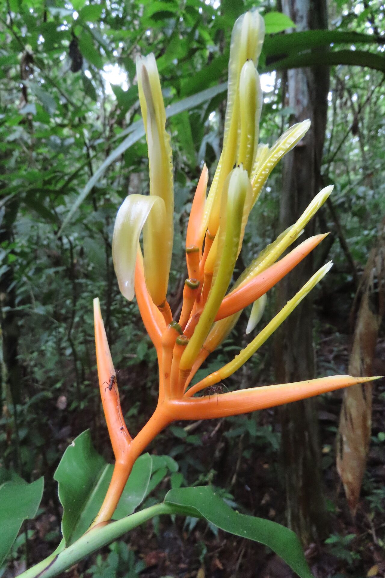 Heliconia wilsonii flower