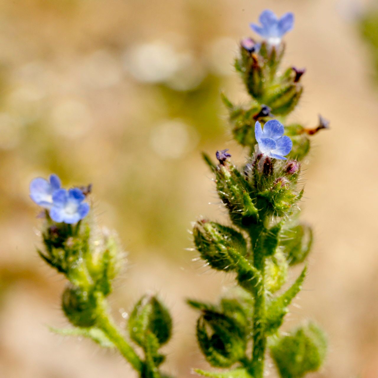 Lycopsis arvensis fruit