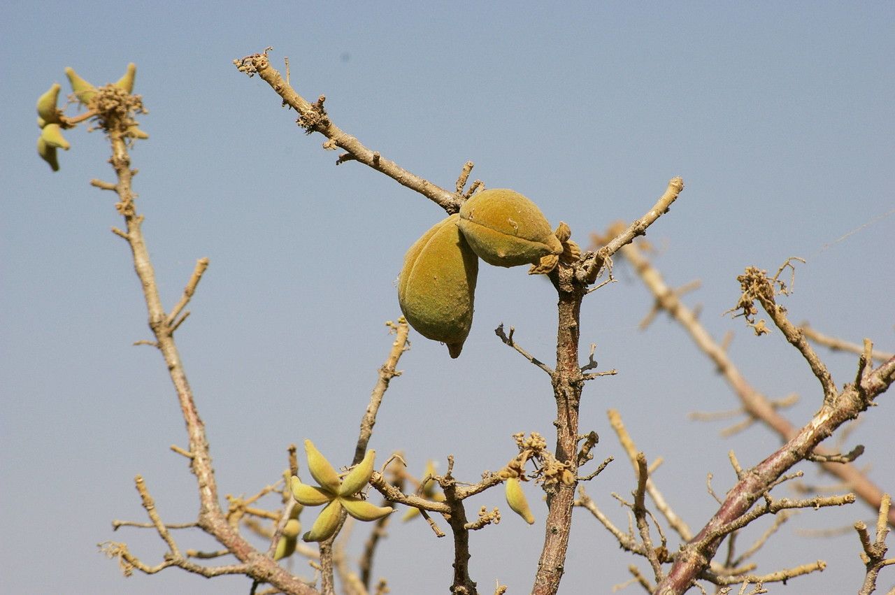 Sterculia setigera fruit
