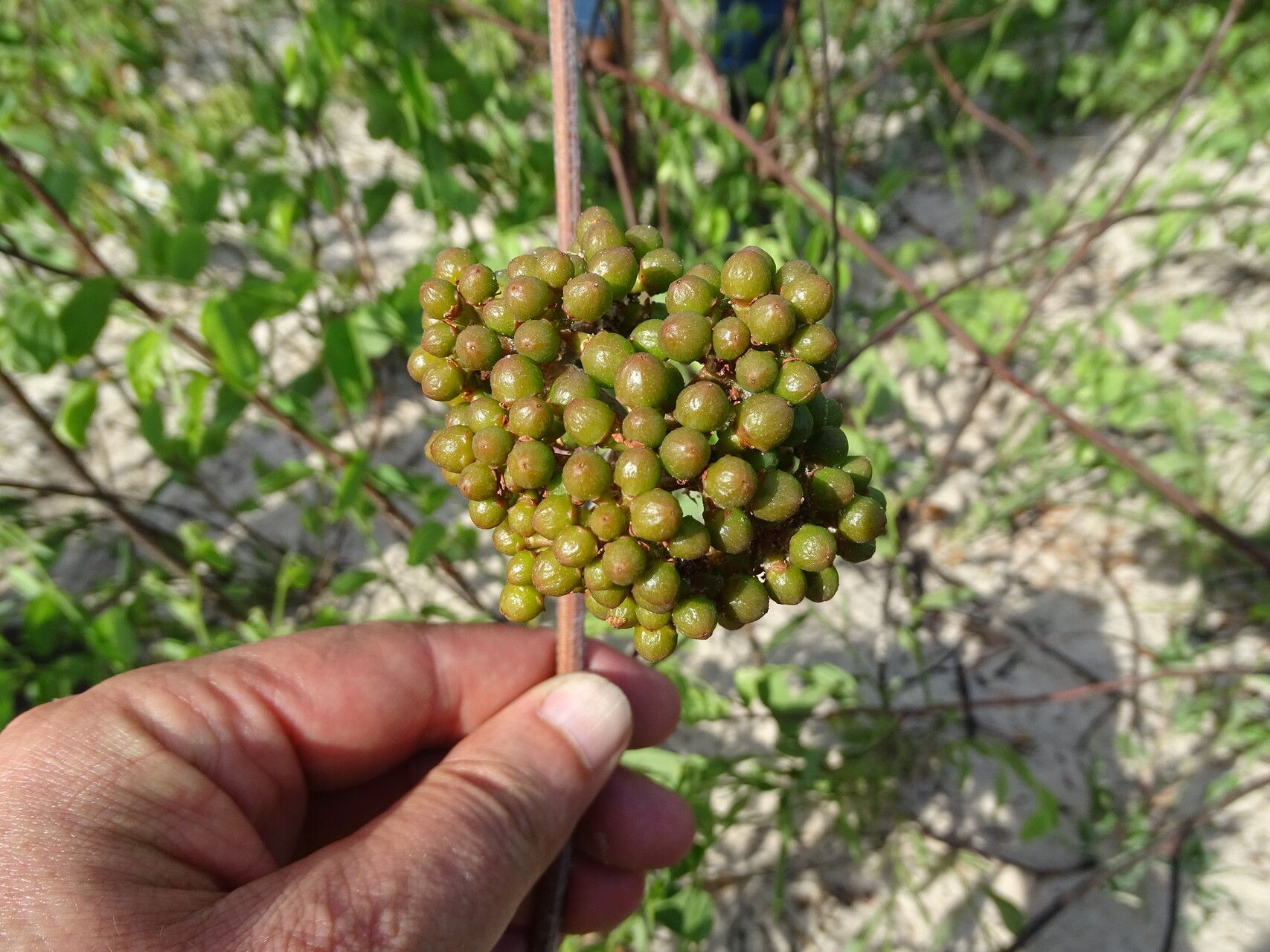 Ampelocissus obtusata fruit