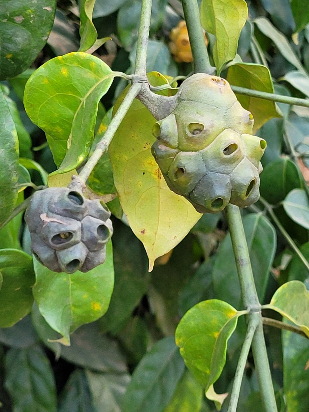 Morinda morindoides fruit