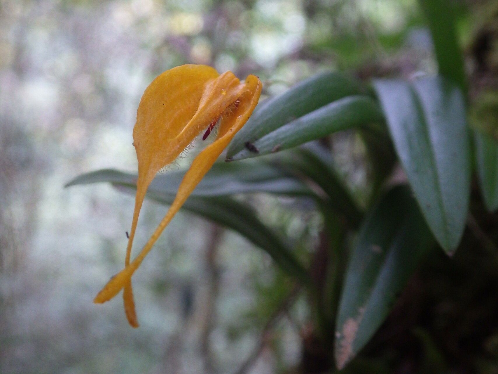 Bulbophyllum nasica flower