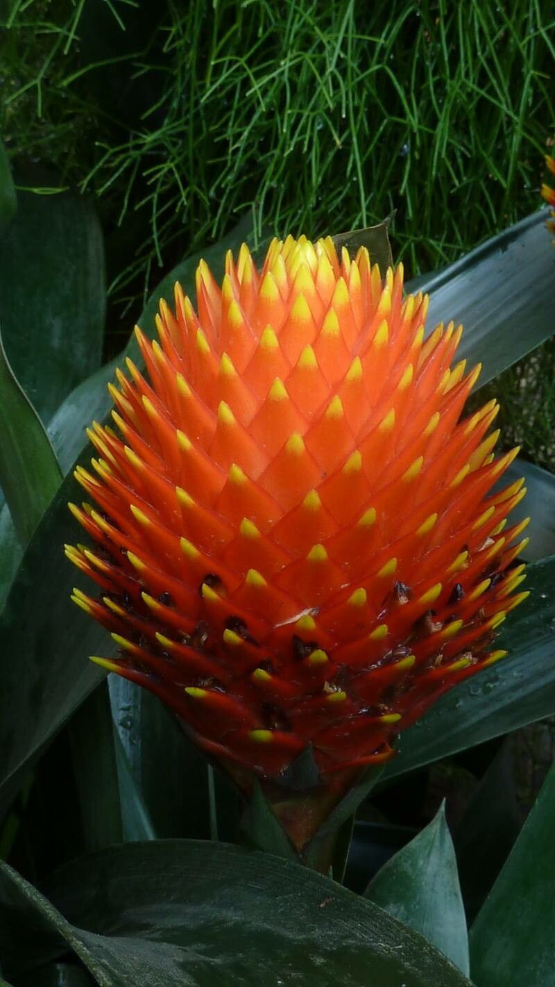 Guzmania conifera flower