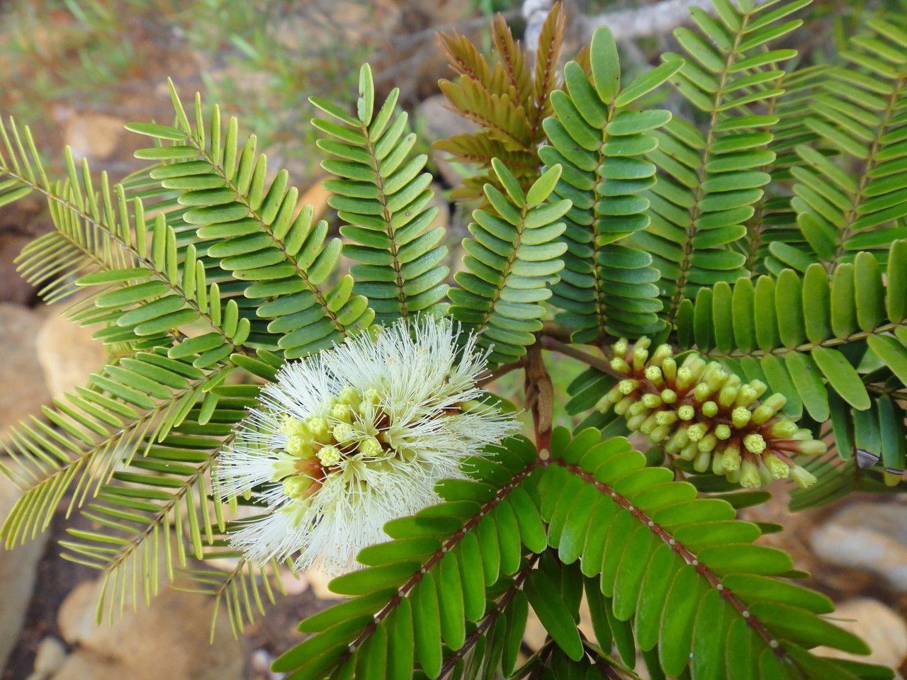 Archidendropsis macradenia — houseplant care guide