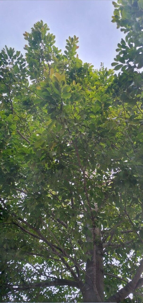 Prioria copaifera — search result for 'Nicaragua'