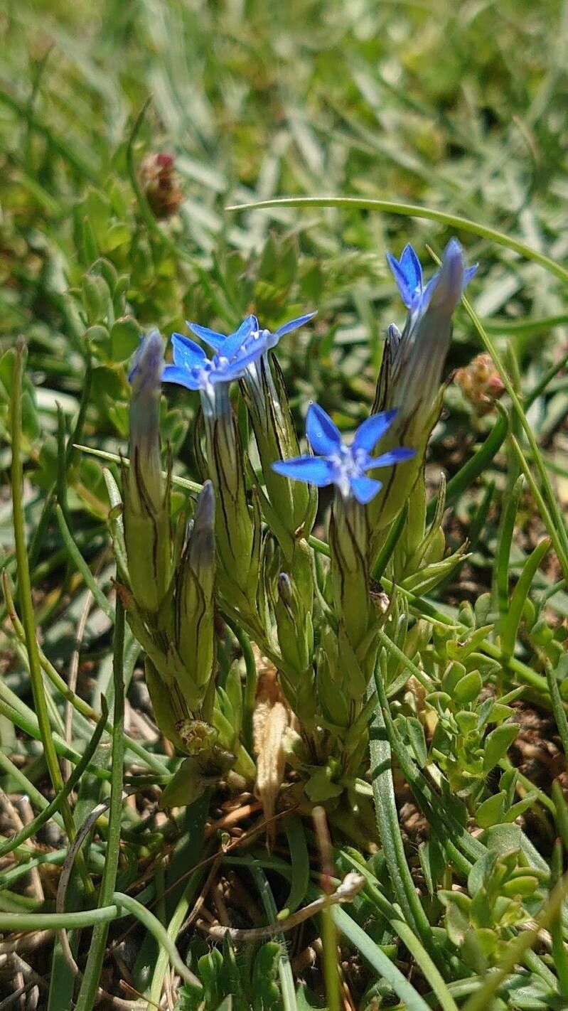 Gentiana utriculosa habit