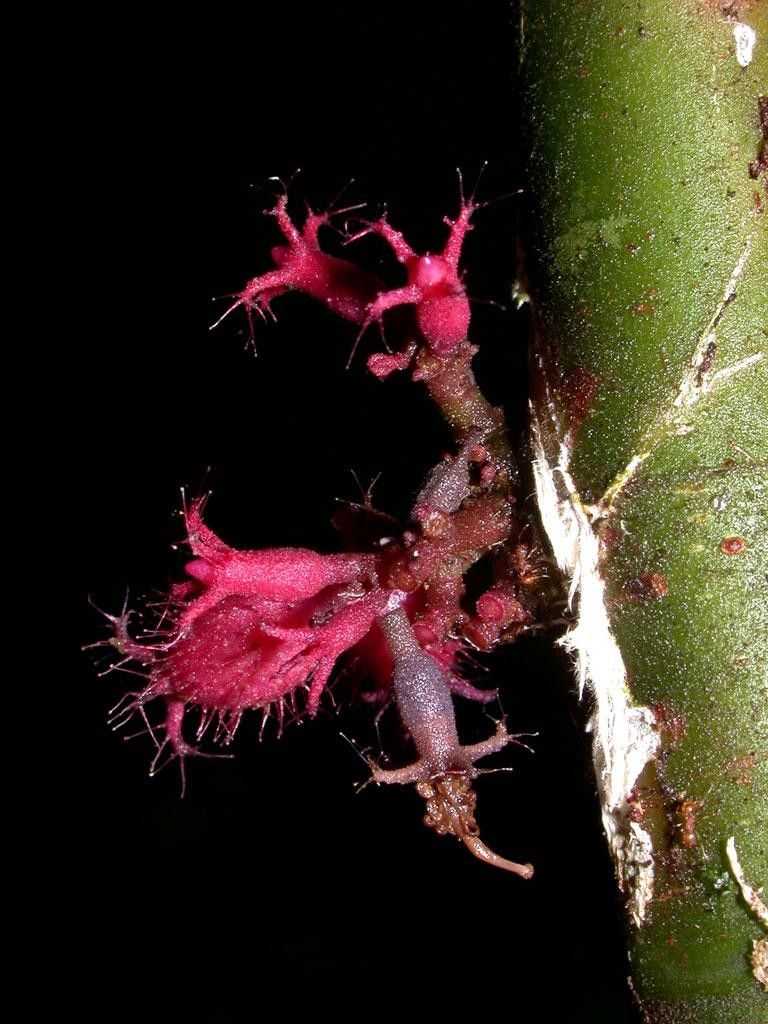 Clidemia septuplinervia fruit