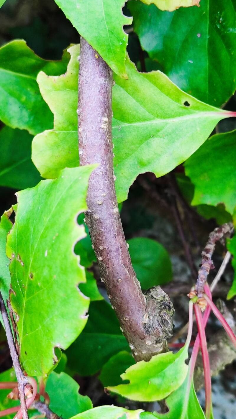 Schisandra sphaerandra bark