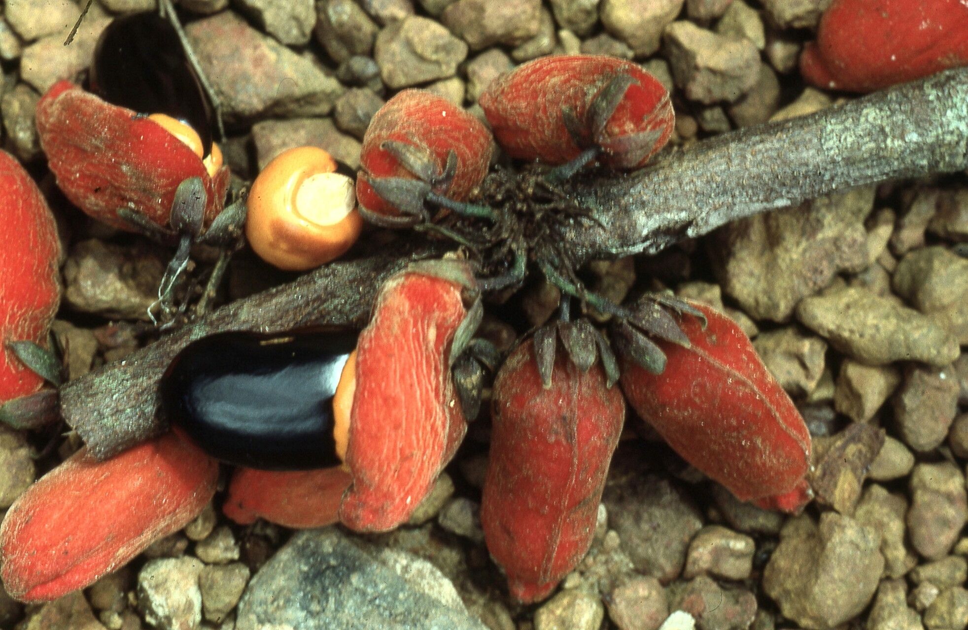 Rourea calophylloides fruit