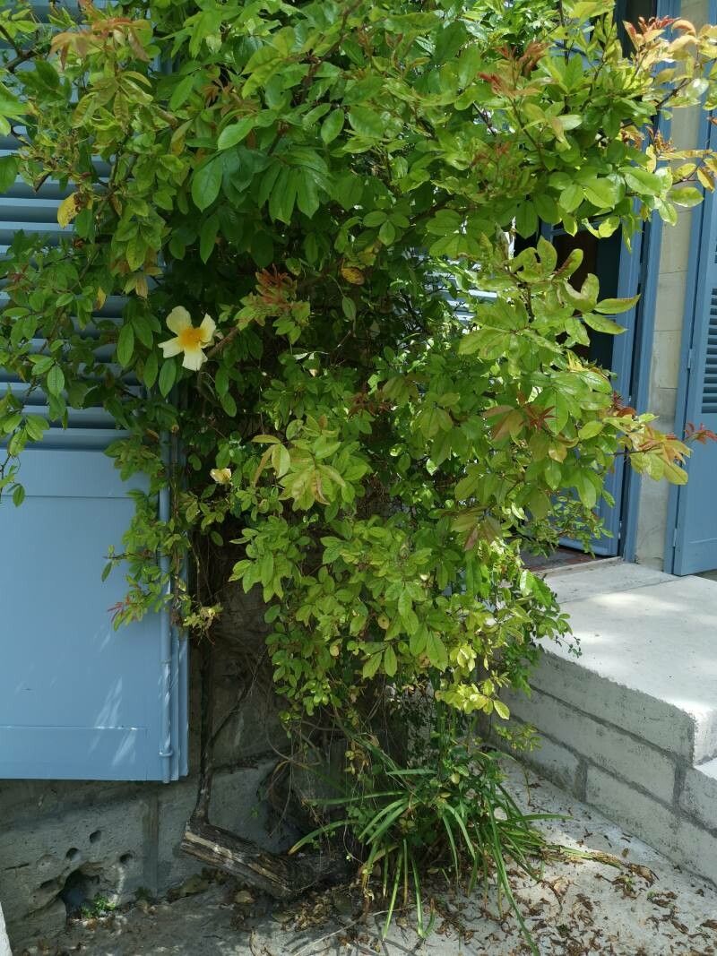 Rosa bracteata habit